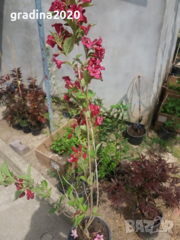 Вайгела  - Налични 4 вида, снимка 13 - Разсади - 42940747