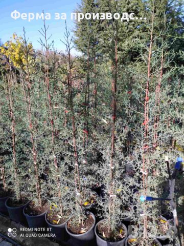 ОБИКНОВЕН КИПАРИС Cupressus Sempervirens, снимка 1