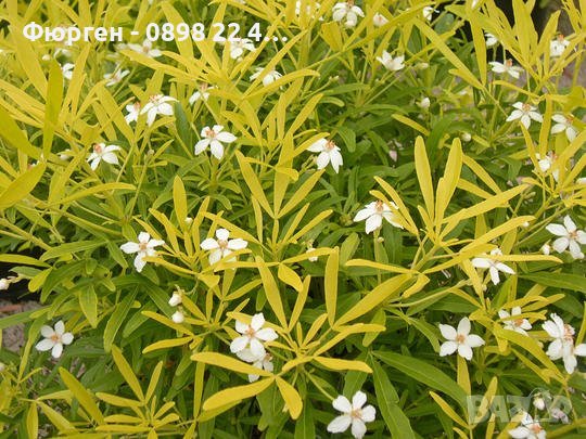  Чойсия  (Портокалово цвете) - Choisya Aztec Gold, снимка 3 - Разсади - 36762009