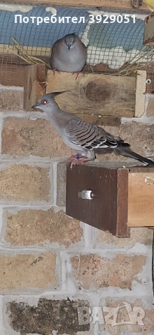 Продавам Австралийски качулати, снимка 2 - други­ - 49866843