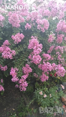 Индийски  люляк  - 2 цвята, снимка 2 - Градински цветя и растения - 51940511