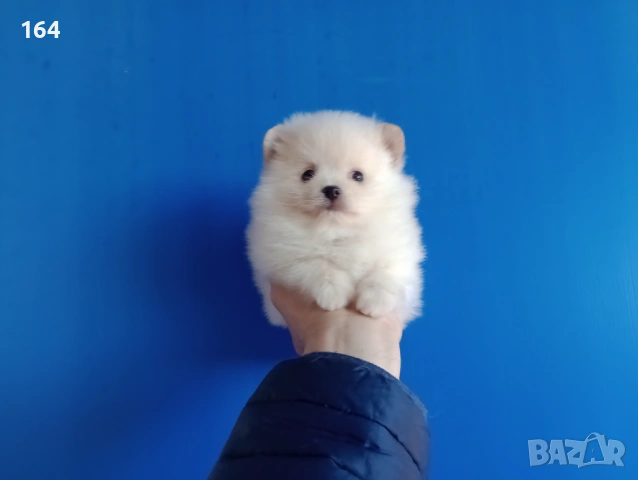 Мъжки Померан. Реални снимки от 12.01.26 г., снимка 2 - Померан - 53082481