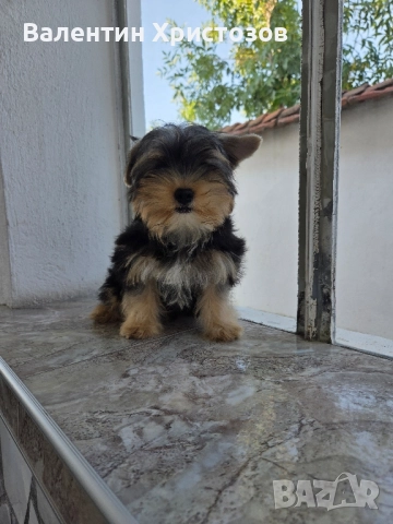 йоркширски териер йорки , снимка 1