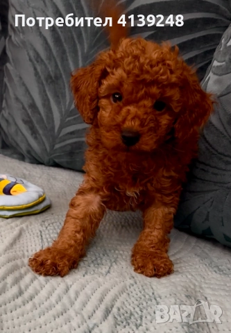 Чистокръвно женско мини пуделче, снимка 6 - Пудели - 52821868