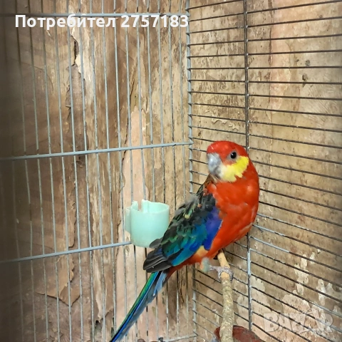 продавам жълто буза розела мъжка 2024, снимка 3 - Папагали - 53403615