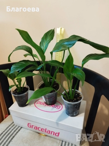 Спатифилум/Лилия на мира