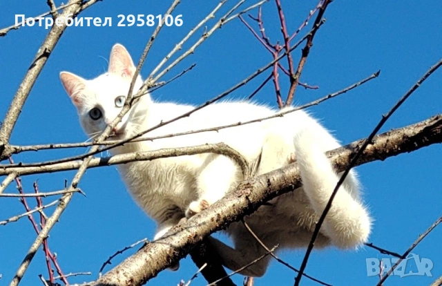 бяло мъжко коте, сини очи, 6 мес., снимка 10 - Британска късокосместа - 53197414