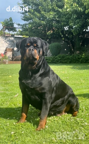 Ротвайлери , снимка 5 - Ротвайлер - 50765775