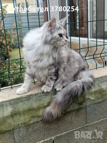 Мейн Кун , снимка 3 - Мейн кун - 52314032