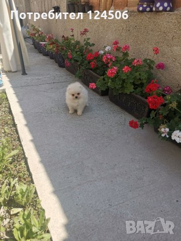 Померан, померанчета, мини померани, снимка 4 - Померан - 35048928