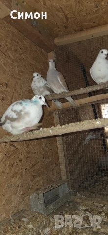 Гугутки скумрийки, снимка 13 - Гълъби - 52967544