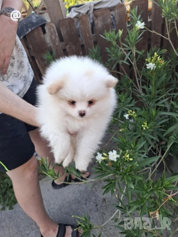 2 момченца, снимка 1