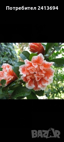 нар -ядлив с кичести пъстри цветове punica granatum Lingerie , снимка 5 - Градински цветя и растения - 52896816