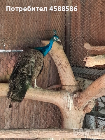 Продавам двойка индийски пауни , снимка 6 - други­ - 51640772