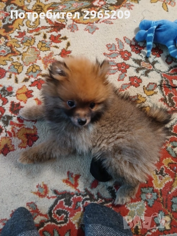 Померан, снимка 2 - Померан - 52569924
