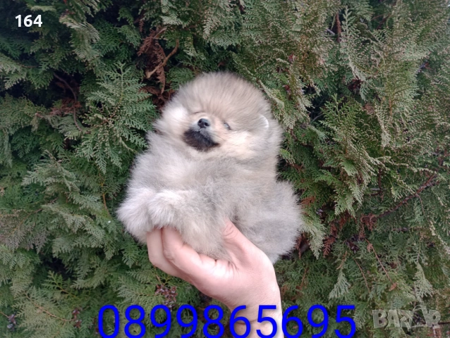 Мъжки Померан. Реални снимки от 05.01.26 г. , снимка 2 - Померан - 52996643