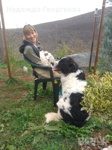 Хотел за кучета , котки, зайци, гризачи и птици, снимка 10 - Ветеринари и услуги - 48148785