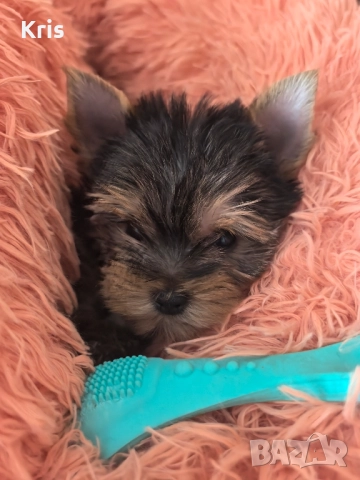 Мини йоркширски териер момченце