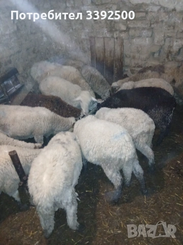 Мъжки Шилета, снимка 5 - Овце - 53296701