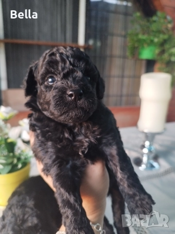 Мини пудел , снимка 1