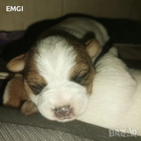 Джак ръсел териер ТВЪРДОКОСМЕСТ, снимка 6 - Джак ръсел териер - 53238227