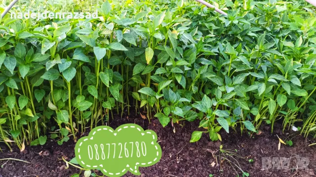 Разсад праз зеле, снимка 1