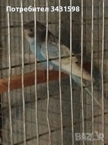 вълнисто папагалче, снимка 2 - Папагали - 53500647