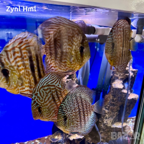 Риби Дискуси – група от 7 бр.,здрави и красиви!, снимка 2 - Рибки - 52391837