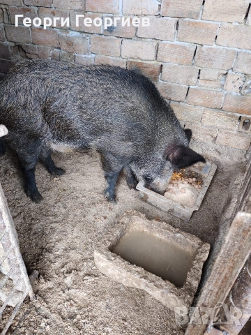 Диво прасе нерез! 