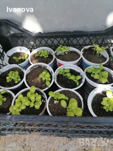 Предлагам разсад босилек 