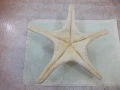 Звезда морска - 6, снимка 3