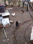 Петле шабо и кокошка супер харко, снимка 1 - Кокошки и пуйки - 42713149
