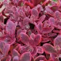 Седум Горски Пожар, Sedum SunSparkler Wildfire , снимка 1