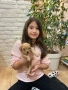 ТОП Мини Пудел , снимка 4