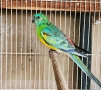 Продавам 3 двойки Пойни папагали , снимка 12