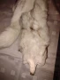 Шал яка от полярна бяла лисица, снимка 4