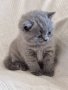 Британски късокосмести котенца, снимка 1 - Британска късокосместа - 43839281