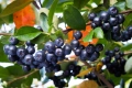 Едроплодна арония (Aronia melanocarpa 'Galicjanka'), снимка 3