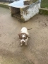 Продавам Кучета , снимка 3