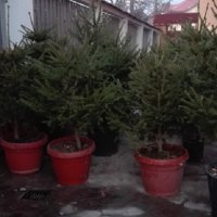 ЖИВИ Коледни елхи, снимка 1 - Градински цветя и растения - 27347554
