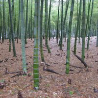 100 броя семена от декоративен бамбук Moso Bamboo зелен МОСО БАМБО за декорация и дървесина, снимка 13 - Сортови семена и луковици - 37711749