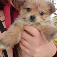 Продаваме мини кученца!, снимка 5 - Померан - 43668849