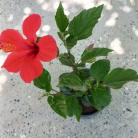Яркочервени китайски рози- последни 4 бройки, снимка 1 - Стайни растения - 37492096