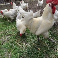 Бяло брезе -оплодени яйца , снимка 1 - Кокошки и пуйки - 28217464