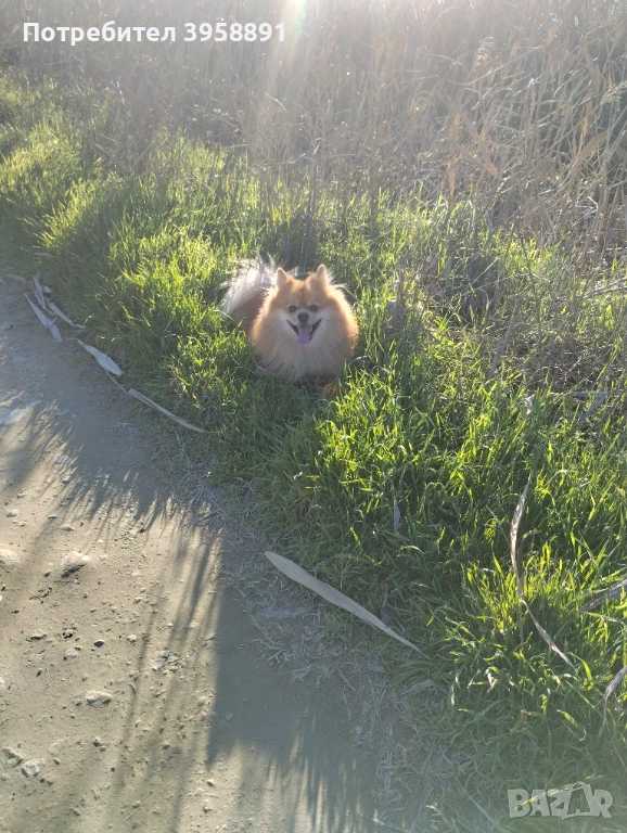 Търсим си партньорка , снимка 1