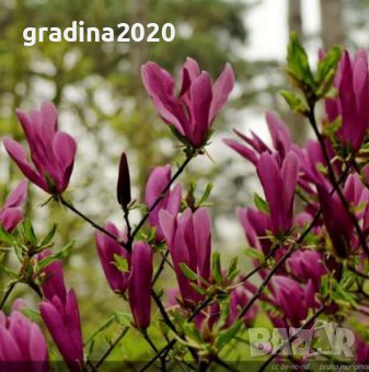 Магнолия Сюзън - Susan, снимка 1