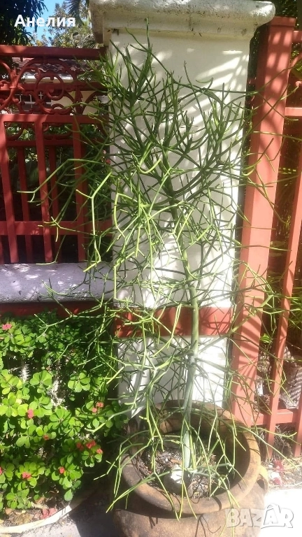 Кактус без бодли Euphorbia tirucalli, снимка 1