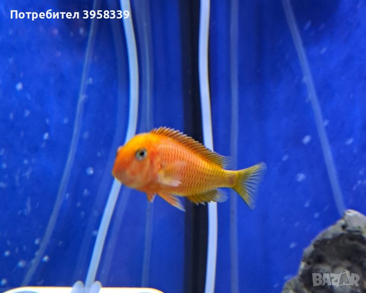 Tropheus Red Bishop в Рибки в гр. София - ID43908606 — Bazar.bg