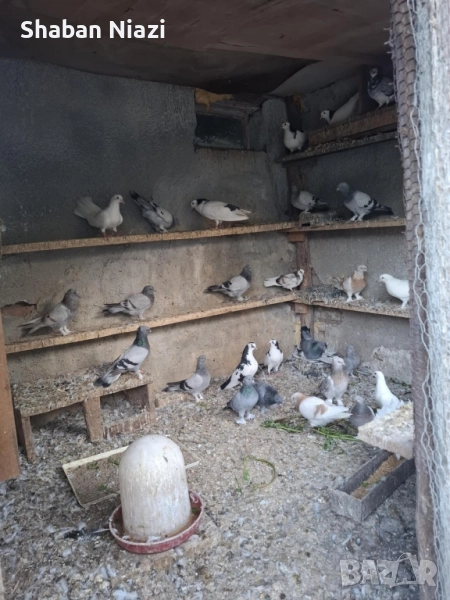 Имам млади гълъби за продажба. , снимка 1