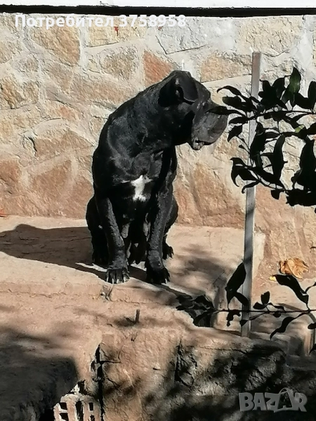 продавам женска кане корсо , снимка 1